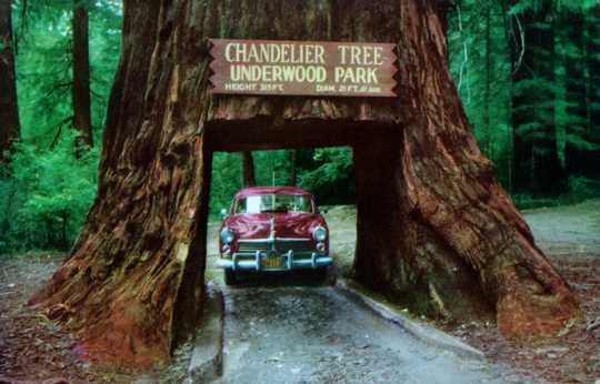 Chandelier Tree - Underwood Park